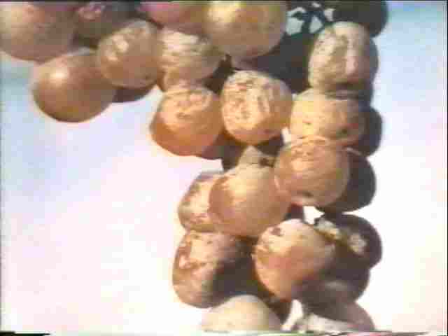  Surmuris de las uvas 